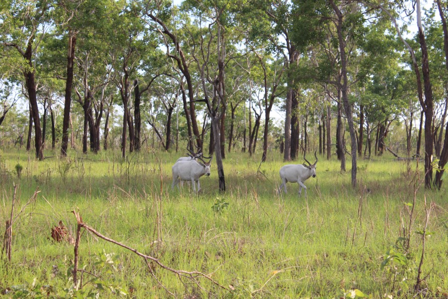 Real Estate in Katherine