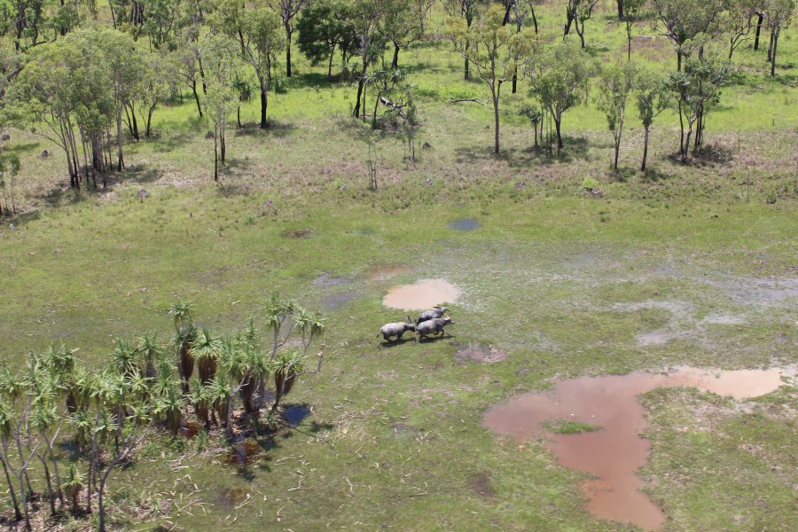 Real Estate in Katherine