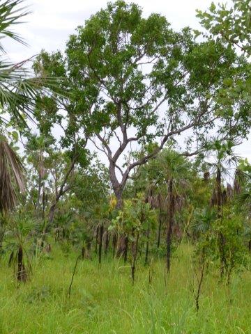Property For Sale in Berry Springs